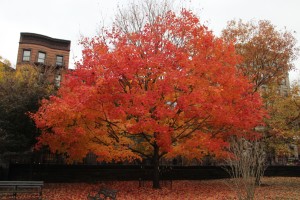 Fall Marcus Garvey Park_4 - 1