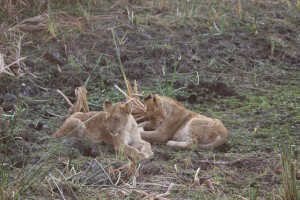 Lion Cubs_1